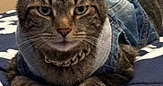 Marley B. joined the competition — help win amazing prizes! animal, bedspread, cat, chain_necklace, closeup, clothing, cute, cute_pet, denim_jacket, domestic_cat, ears, feline, fur, indoor, laying_down, pet, portrait, resting, tabby, whiskers