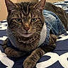 animal, bedspread, cat, chain_necklace, closeup, clothing, cute, cute_pet, denim_jacket, domestic_cat, ears, feline, fur, indoor, laying_down, pet, portrait, resting, tabby, whiskers