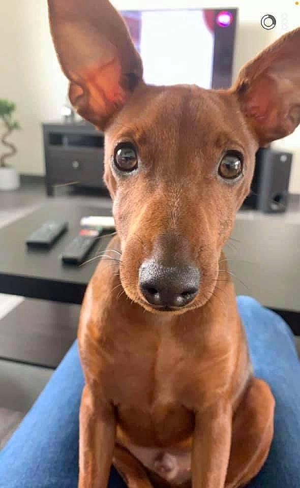 Socrate a rejoint le concours — aidez-le/la à gagner de superbes lots ! canidae, carnivore, collar, companion_dog, dog, dog_breed, dog_supply, ear, fawn, fur, houseplant, kitchen_appliance, liver, non_sporting_group, plant, snout, sporting_group, toy_dog, whiskers, working_animal