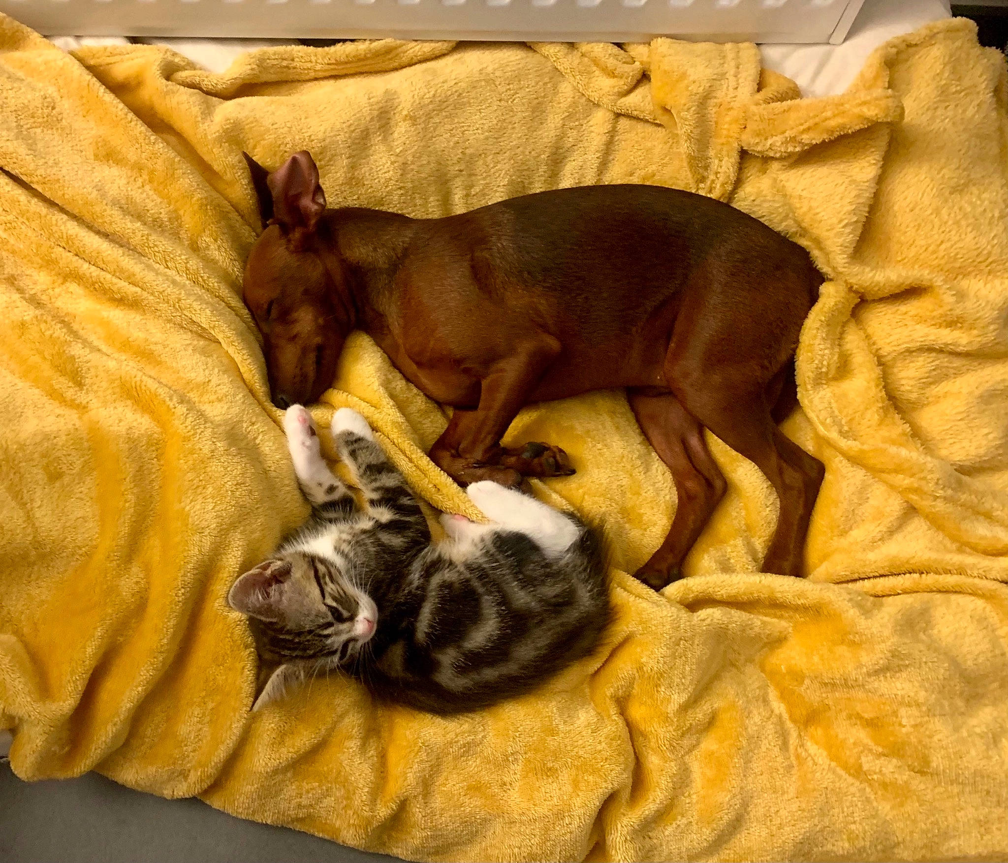 Socrate a rejoint le concours — aidez-le/la à gagner de superbes lots ! brown, canidae, carnivore, comfort, companion_dog, dog, dog_breed, fawn, felidae, linens, liver, nap, snout, sporting_group, tail, terrestrial_animal, toy_dog, whiskers, wood, working_animal