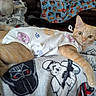 Squash is registered to the contest to win money with this photo: cat, orange_tabby, blanket, star_wars, darth_vader, stormtrooper, feline, pet_clothing, cozy, indoor, couch, patterned_blanket, cute, relaxed, animal, fur, whiskers, ears, paws, home
