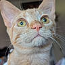 Squash is registered to the contest to win money with this photo: cat, orange_tabby, close_up, whiskers, yellow_eyes, feline, pet, indoor, portrait, curious, fur, animal, mammal, looking_up, cute, domestic_cat, soft_light, focus, head, ears