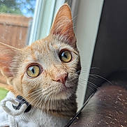 Squash joined the competition — help win amazing prizes! cat, orange_tabby, close_up, window, curious, whiskers, ears, indoor, pet, feline, animal, face, fur, yellow_eyes, daylight, looking, domestic_cat, cute, portrait, soft_light