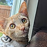 cat, orange_tabby, close_up, window, curious, whiskers, ears, indoor, pet, feline, animal, face, fur, yellow_eyes, daylight, looking, domestic_cat, cute, portrait, soft_light