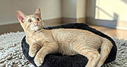 Squash is registered to the contest to win money with this photo: cat, kitten, orange_tabby, pet, animal, indoor, cushion, rug, carpet, window, sunlight, relaxing, feline, cute, cozy, soft_texture, floor, resting, young_animal, domestic_cat