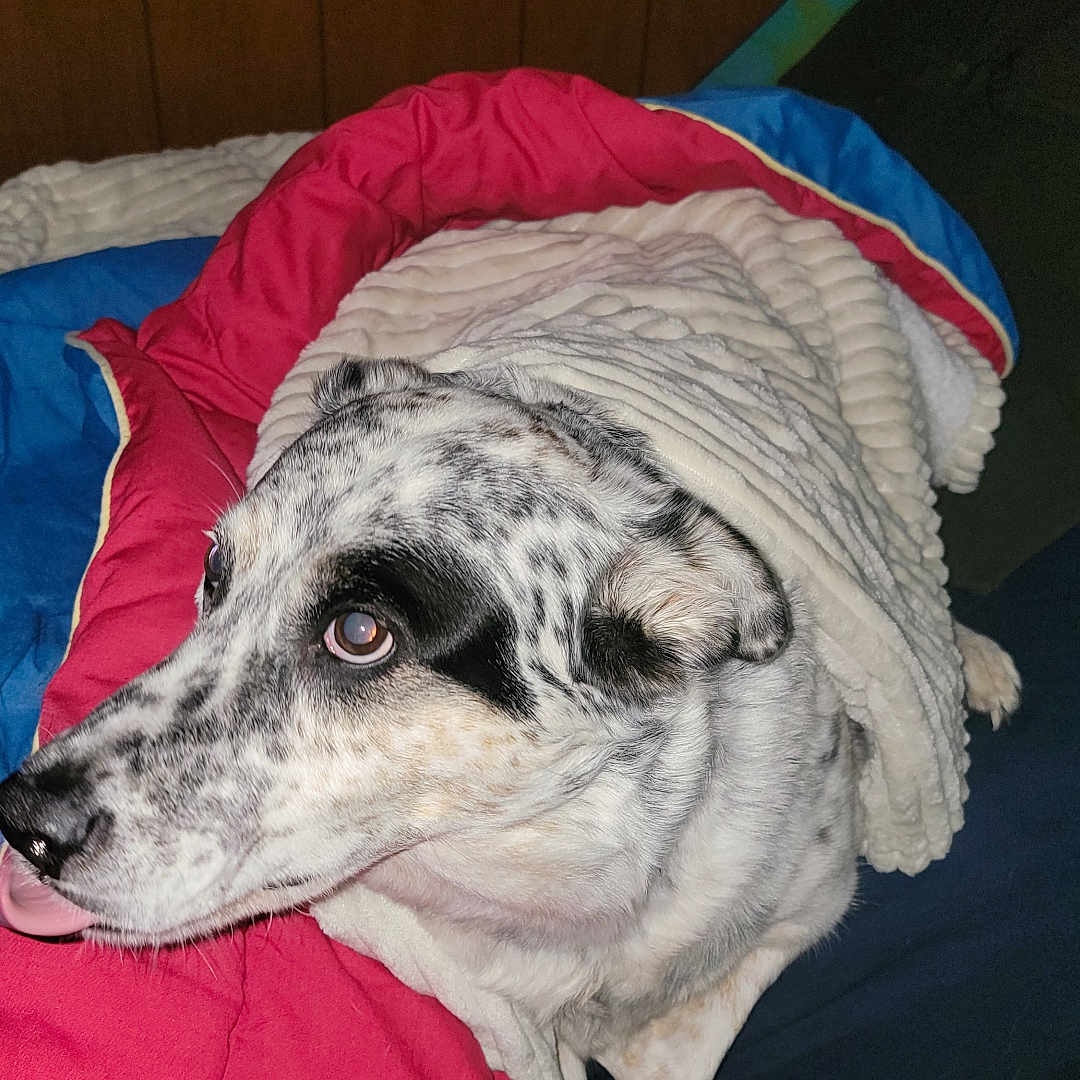 Bandit is registered to the contest to win money with this photo: animal, bed, bedroom, blanket, canine, couch, cushion, dalmatian, dog, furniture, homedecor, hound, indoors, interiordesign, laundry, linen, pet, puppy, quilt, room