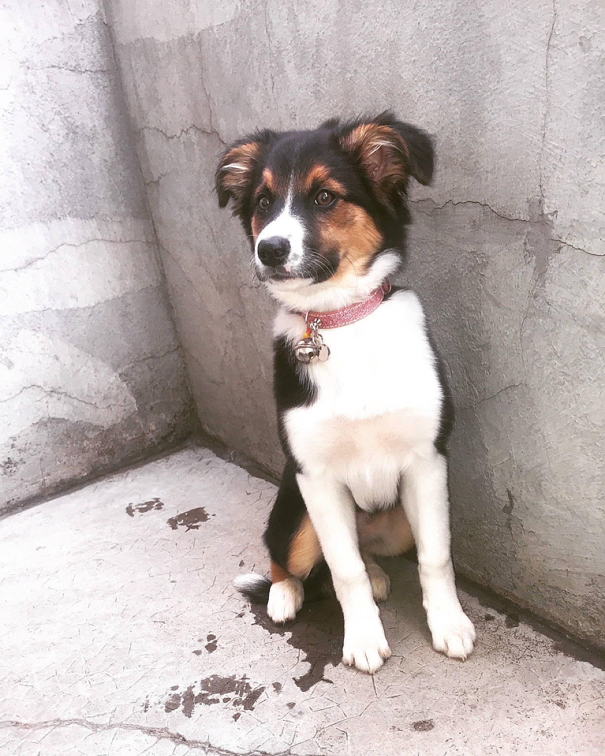 Pandora participe au concours pour gagner de l'argent avec cette photo : appenzeller_sennenhund, australian_shepherd, border_collie, canidae, carnivore, chilean_fox_terrier, companion_dog, danish_swedish_farmdog, dog, dog_breed, feist, mammal, puppy, rafeiro_do_alentejo, rare_breed_dog, ratonero_bodeguero_andaluz, sporting_group, street_dog, vertebrate