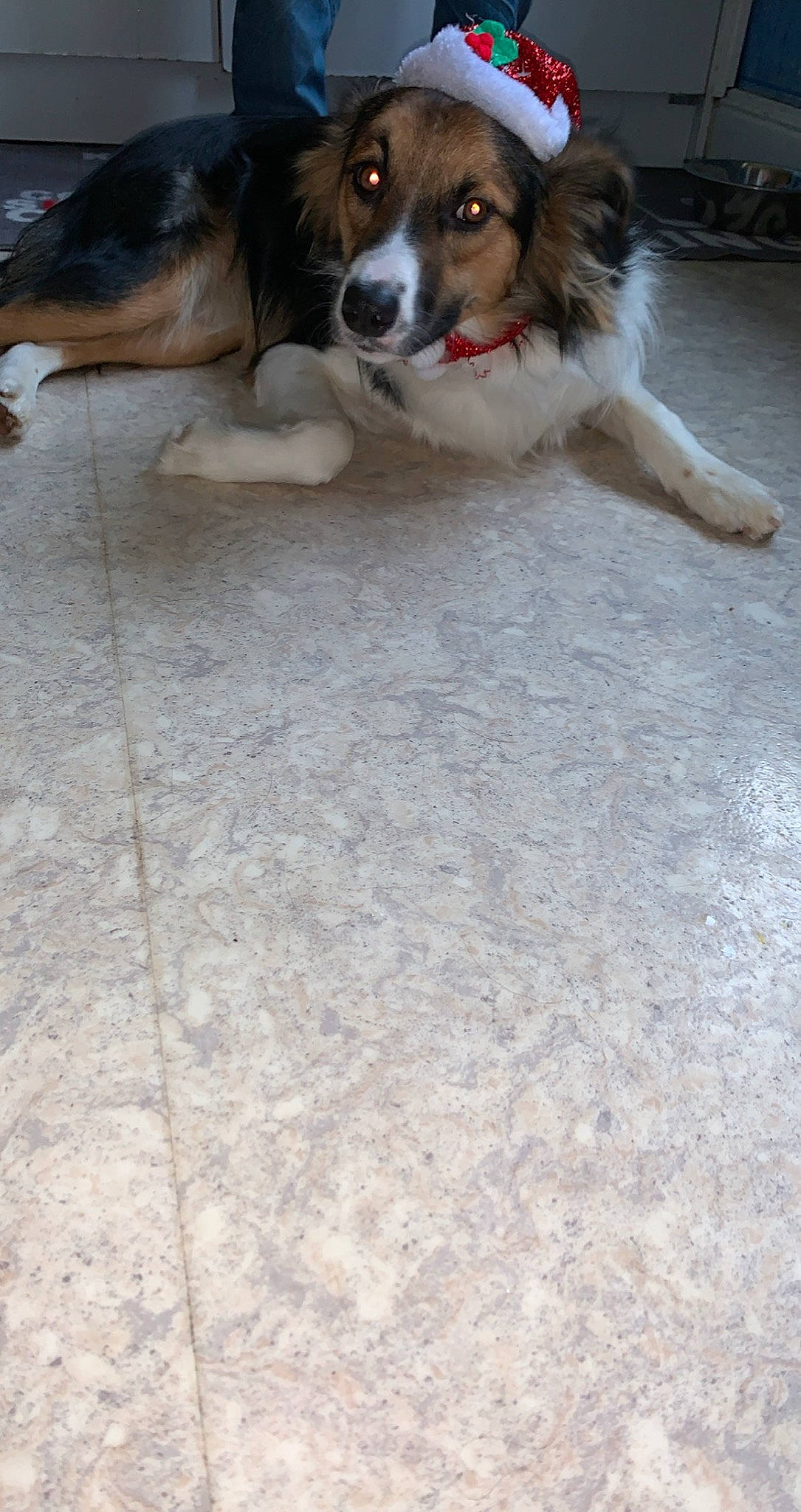 Pandora a rejoint le concours — aidez-le/la à gagner de superbes lots ! canidae, carnivore, companion_dog, dog, dog_breed, floor, flooring, fur, herding_dog, liver, snout, sporting_group, vertebrate, working_animal, working_dog