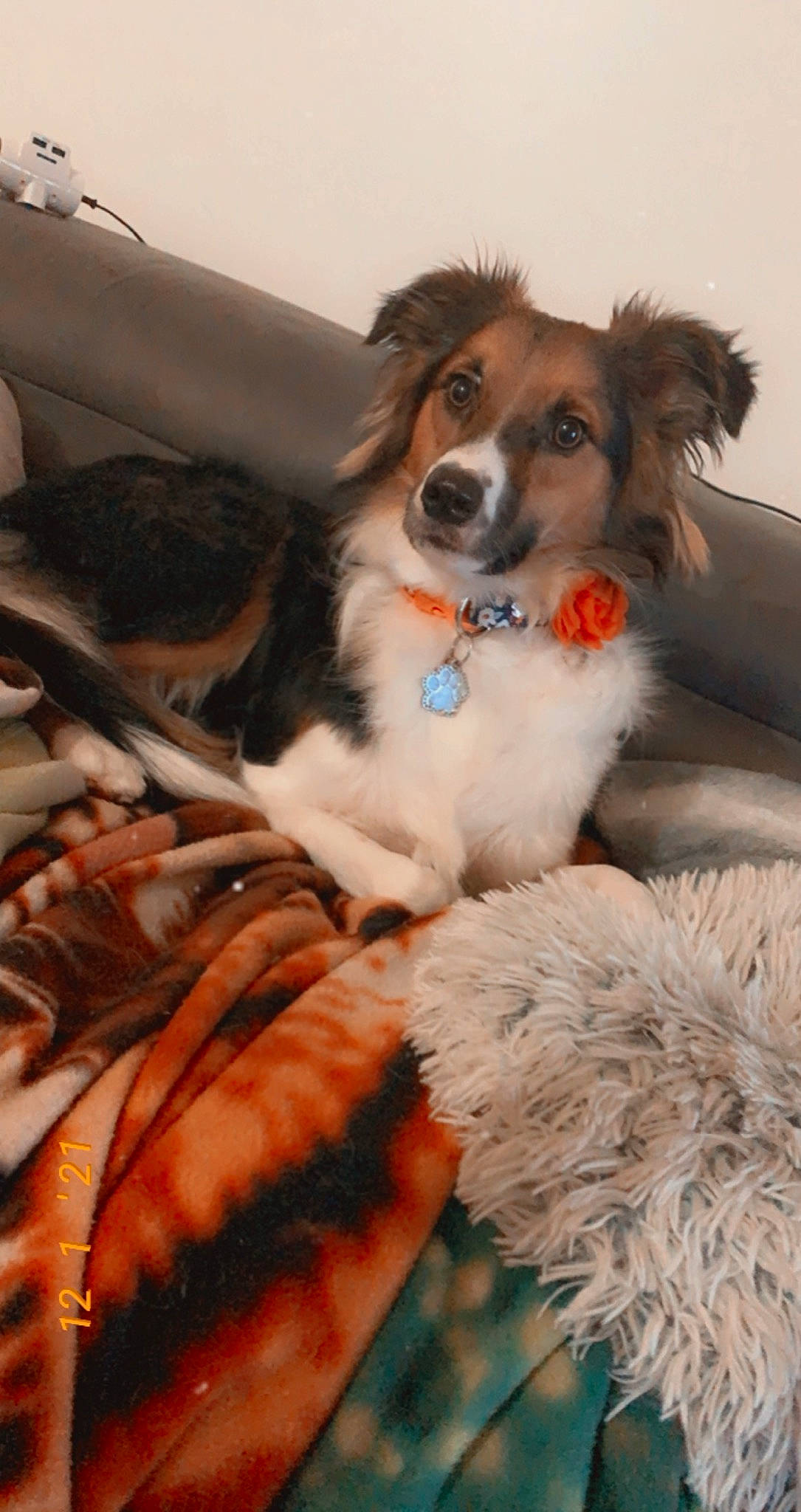 Pandora a rejoint le concours — aidez-le/la à gagner de superbes lots ! canidae, carnivore, collar, companion_dog, couch, dog, dog_breed, dog_collar, dog_supply, fawn, fur, liver, natural_material, peach, pet_supply, sporting_group, stuffed_toy, vertebrate, working_animal, working_dog