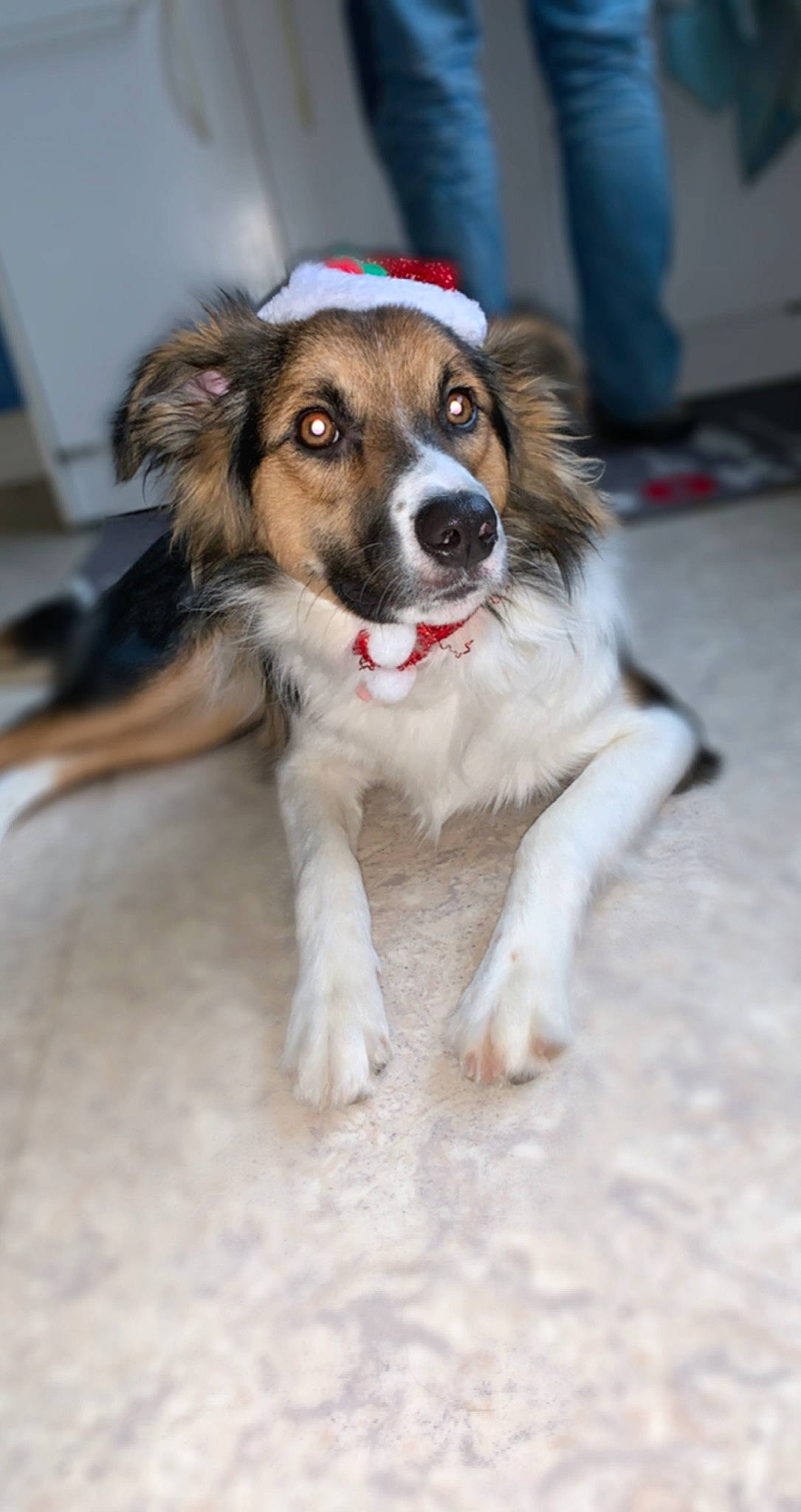 Pandora a rejoint le concours — aidez-le/la à gagner de superbes lots ! canidae, carnivore, companion_dog, dog, dog_breed, fawn, floor, flooring, foot, fur, puppy, snout, sporting_group, tail, vertebrate, whiskers, working_animal, working_dog