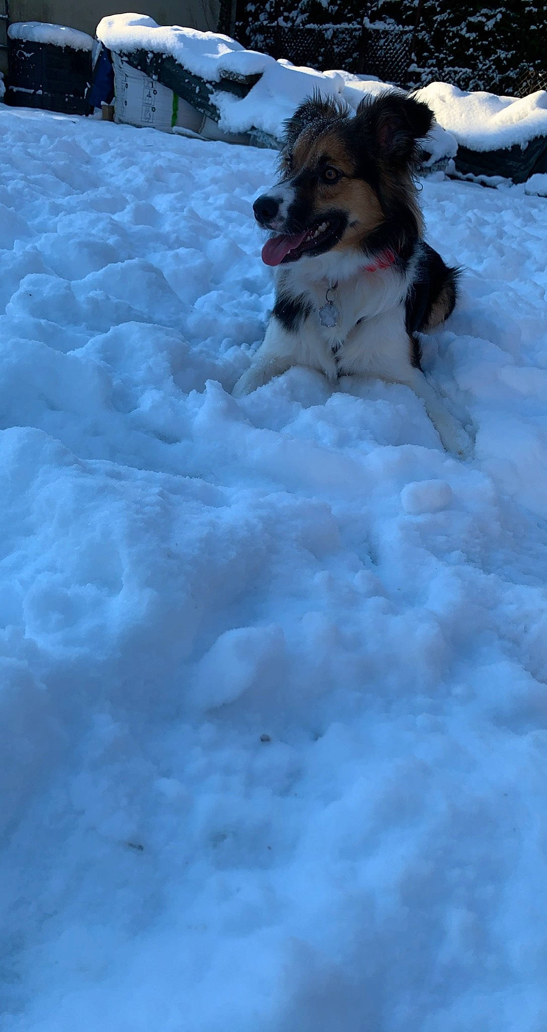 Pandora a rejoint le concours — aidez-le/la à gagner de superbes lots ! carnivore, companion_dog, dog, dog_breed, electric_blue, event, freezing, fur, snow, sporting_group, winter, working_dog