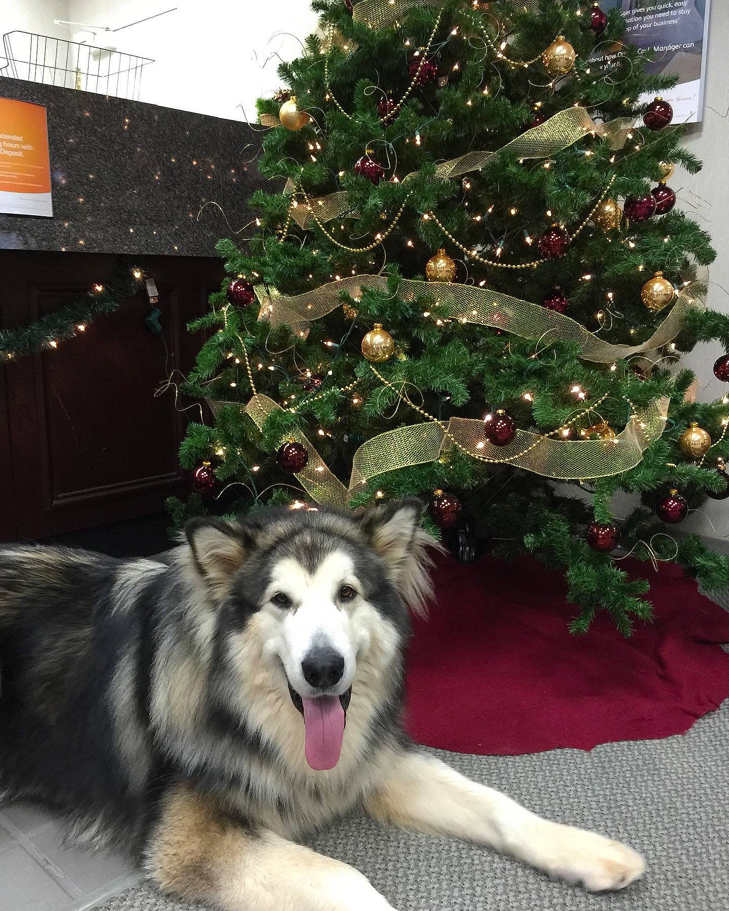 Big Daddy D is registered to the contest to win money with this photo: carnivore, christmas, christmas_decoration, christmas_ornament, christmas_tree, companion_dog, conifer, dog, dog_breed, event, evergreen, fur, herding_dog, holiday, holiday_ornament, interior_design, larch, ornament, plant, tree