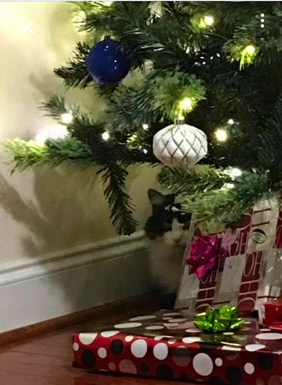 Princess is registered to the contest to win money with this photo: branch, christmas, christmas_decoration, christmas_eve, christmas_ornament, christmas_tree, decoration, event, evergreen, holiday, holiday_ornament, interior_design, living_room, ornament, plant, table, tree, twig, window, wood