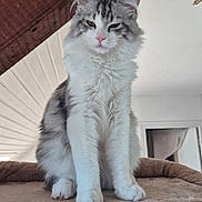 Ares a rejoint le concours — aidez-le/la à gagner de superbes lots ! cat, fluffy, indoor, pet, animal, feline, cat_tree, soft, perched, beige, wood, beam, white_ceiling, looking_down, cute, domestic, whiskers, paws, ears, relaxed