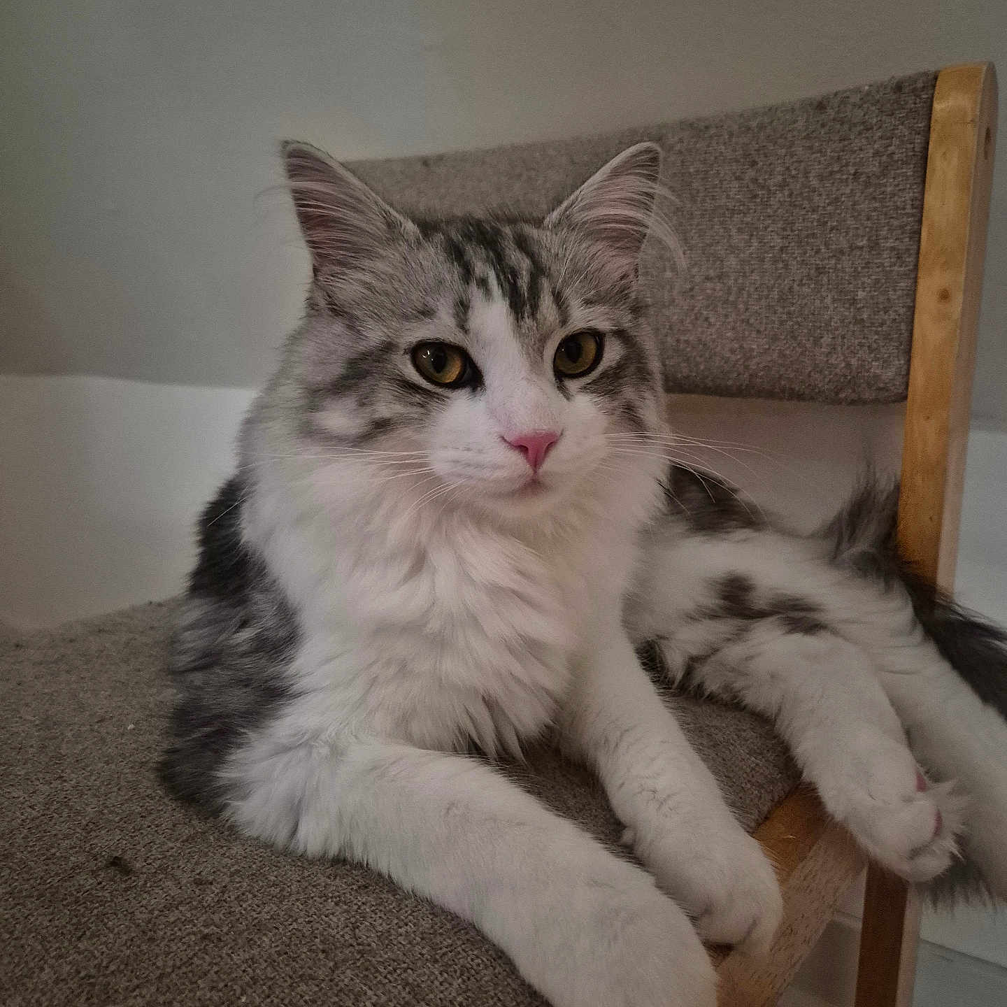 Ares a rejoint le concours — aidez-le/la à gagner de superbes lots ! cat, feline, pet, animal, fluffy, gray, white, chair, indoor, resting, relaxed, cute, whiskers, pink_nose, yellow_eyes, fur, paw, wood, home, cozy