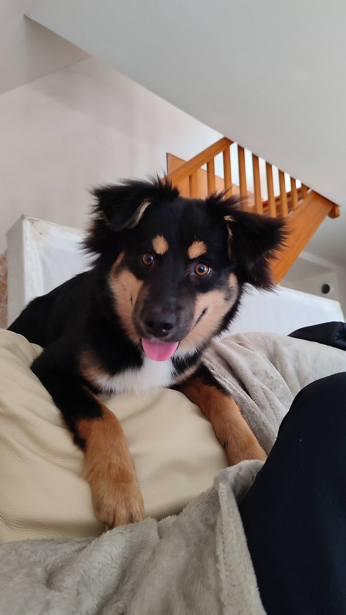 Layka participe au concours pour gagner de l'argent avec cette photo : ball, border_collie, canidae, carnivore, comfort, companion_dog, dog, dog_breed, dog_supply, fur, guard_dog, herding_dog, puppy, scotch_collie, sporting_group, whiskers, working_animal, working_dog