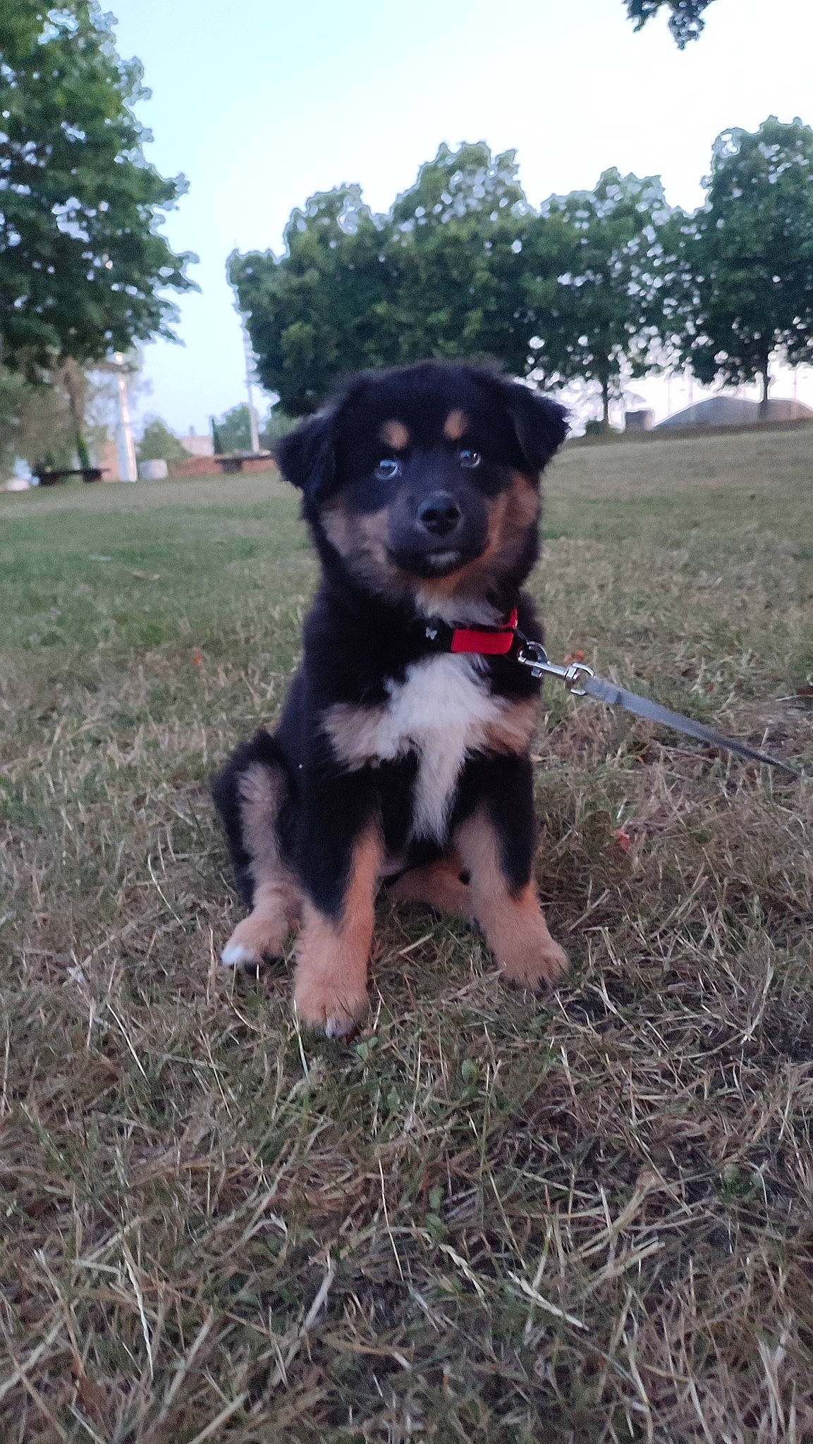 Layka a rejoint le concours — aidez-le/la à gagner de superbes lots ! canidae, carnivore, companion_dog, dog, dog_breed, grass, herding_dog, plant, sky, snout, soil, sporting_group, tree, working_animal, working_dog