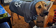 Scrappy Doo is registered to the contest to win money with this photo: dog, hoodie, carpet, living_room, furniture, television, box, slipper, person, footwear, socks, cabinet, drawer, table, packaging, indoors, curious, brown, gray, casual