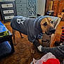 dog, hoodie, carpet, living_room, furniture, television, box, slipper, person, footwear, socks, cabinet, drawer, table, packaging, indoors, curious, brown, gray, casual