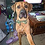 dog, bow_tie, paw, living_room, television, table, shoe, carpet, furniture, plastic_bottles, indoor, brown_dog, pet, home, decor, handshake, camouflage, canine, cute, friendly