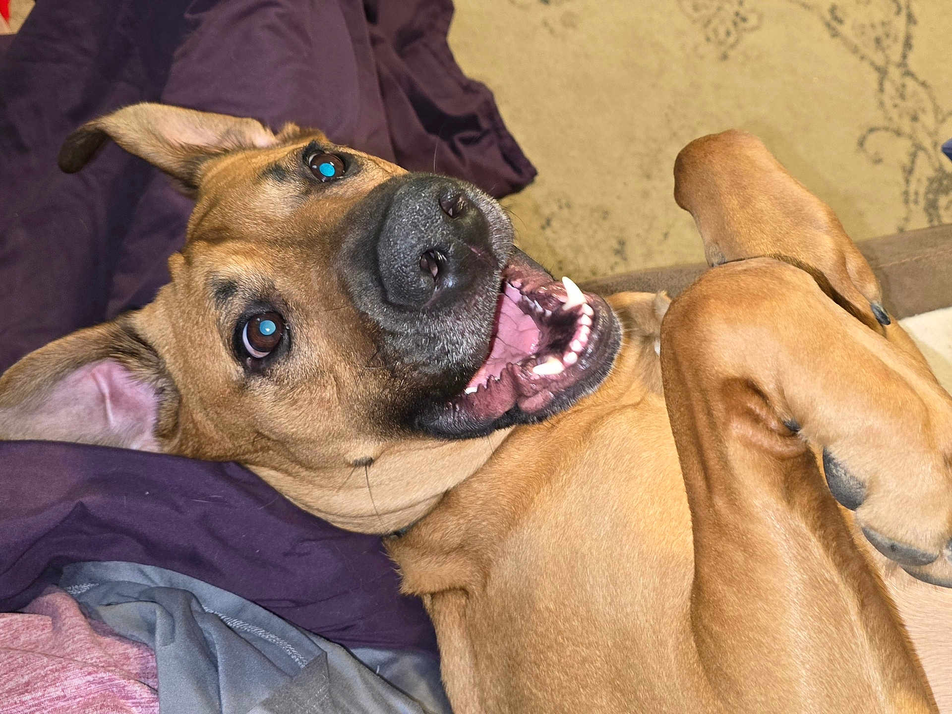 Scrappy Doo