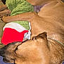dog, sleeping, plush_toy, stocking, brown_dog, cozy, resting, indoor, fur, pet, animal, closeup, couch, relaxed, home, snuggling, toy, christmas, holiday, comfort
