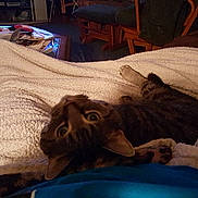 Buddy is registered to the contest to win money with this photo:
