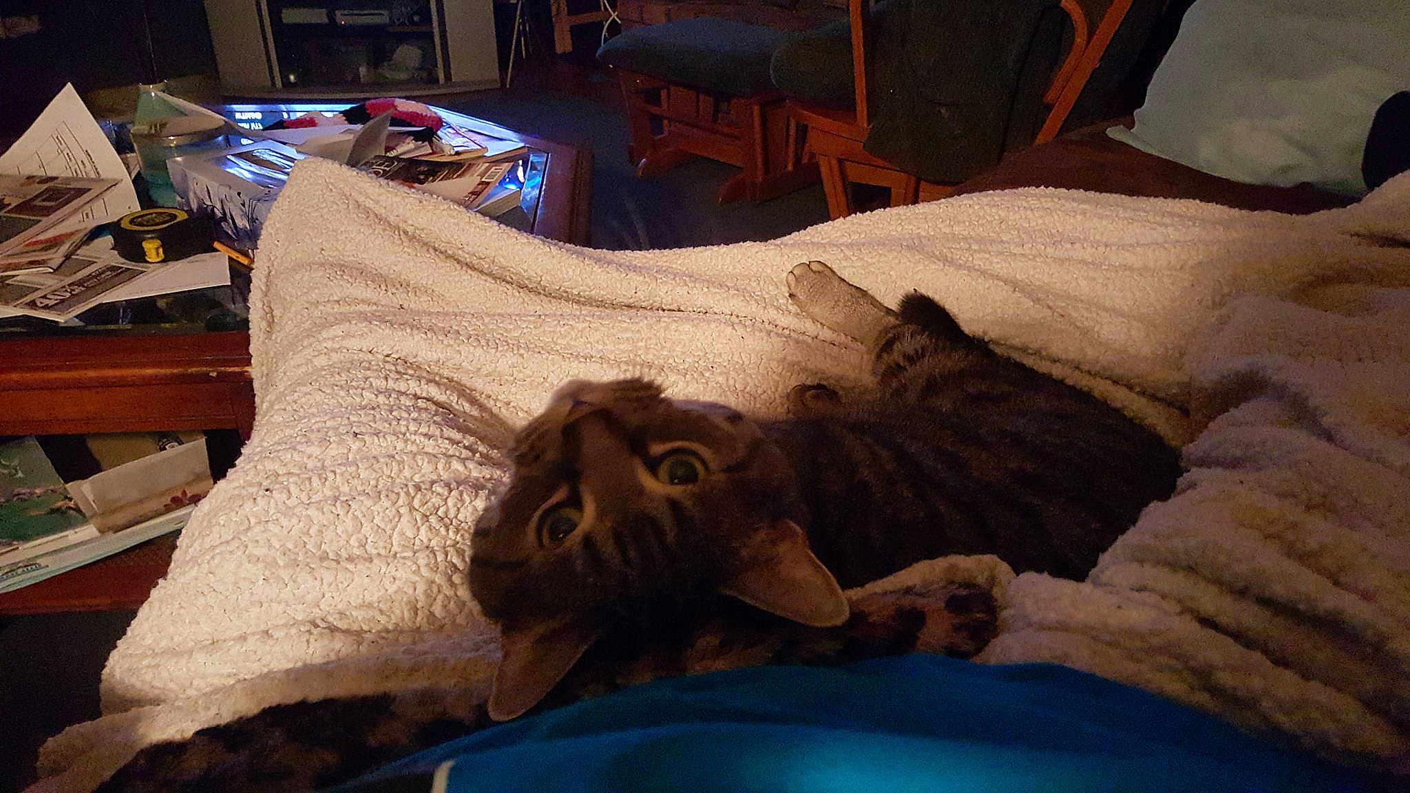 Buddy