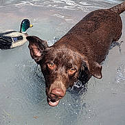 Bailey joined the competition — help win amazing prizes! dog, labrador, chocolate_labrador, water, metal_tub, duck_decoy, grass, outdoor, pet, animal, summer, playful, wet_dog, canine, nature, sunlight, recreation, fun, mammal, pond