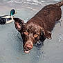dog, labrador, chocolate_labrador, water, metal_tub, duck_decoy, grass, outdoor, pet, animal, summer, playful, wet_dog, canine, nature, sunlight, recreation, fun, mammal, pond