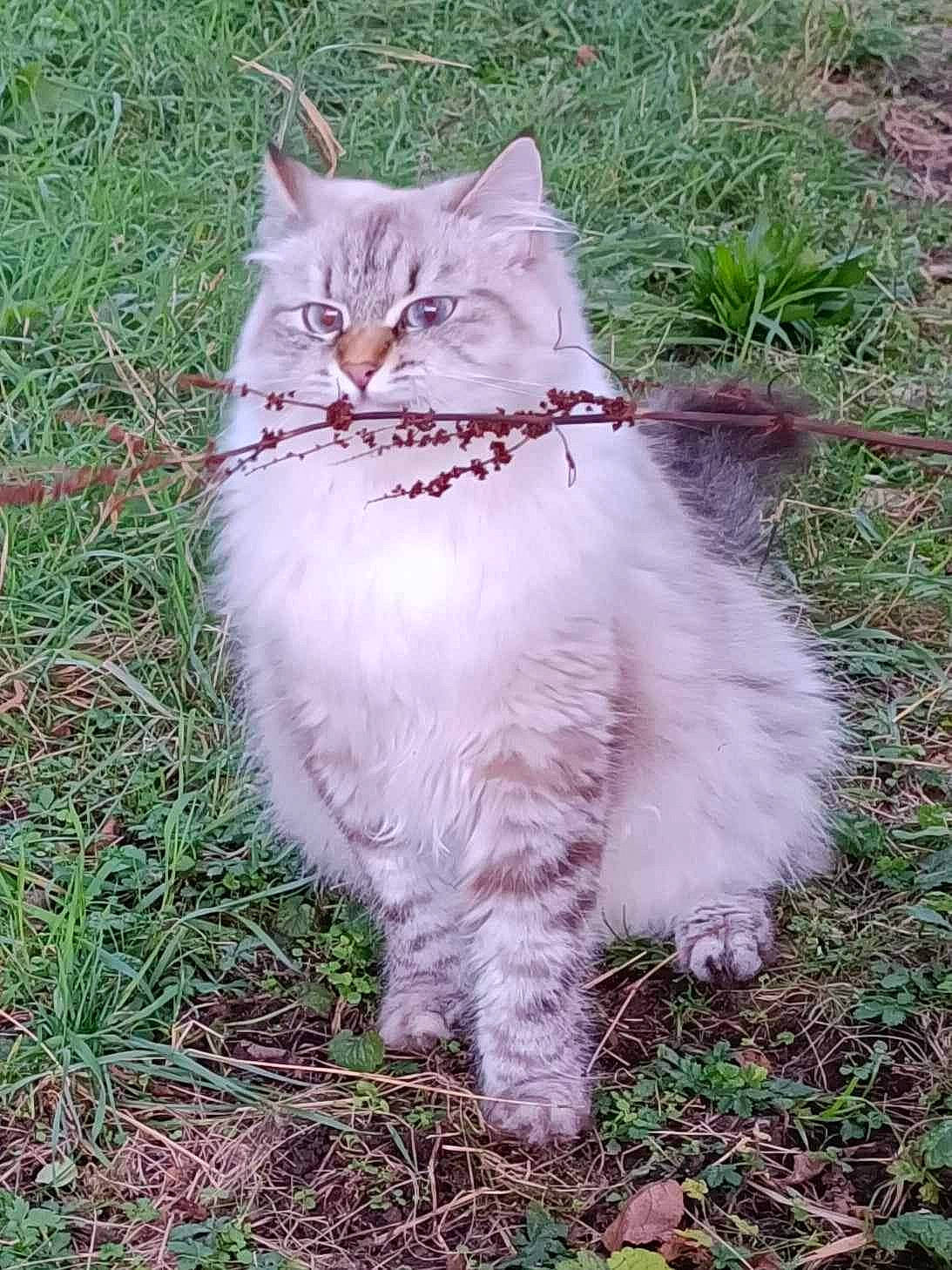 Roxie participe au concours pour gagner de l'argent avec cette photo : carnivore, cat, domestic_short_haired_cat, fawn, felidae, fur, grass, grassland, groundcover, herbaceous_plant, plant, sitting, small_to_medium_sized_cats, snout, soil, tail, terrestrial_animal, whiskers, wildlife