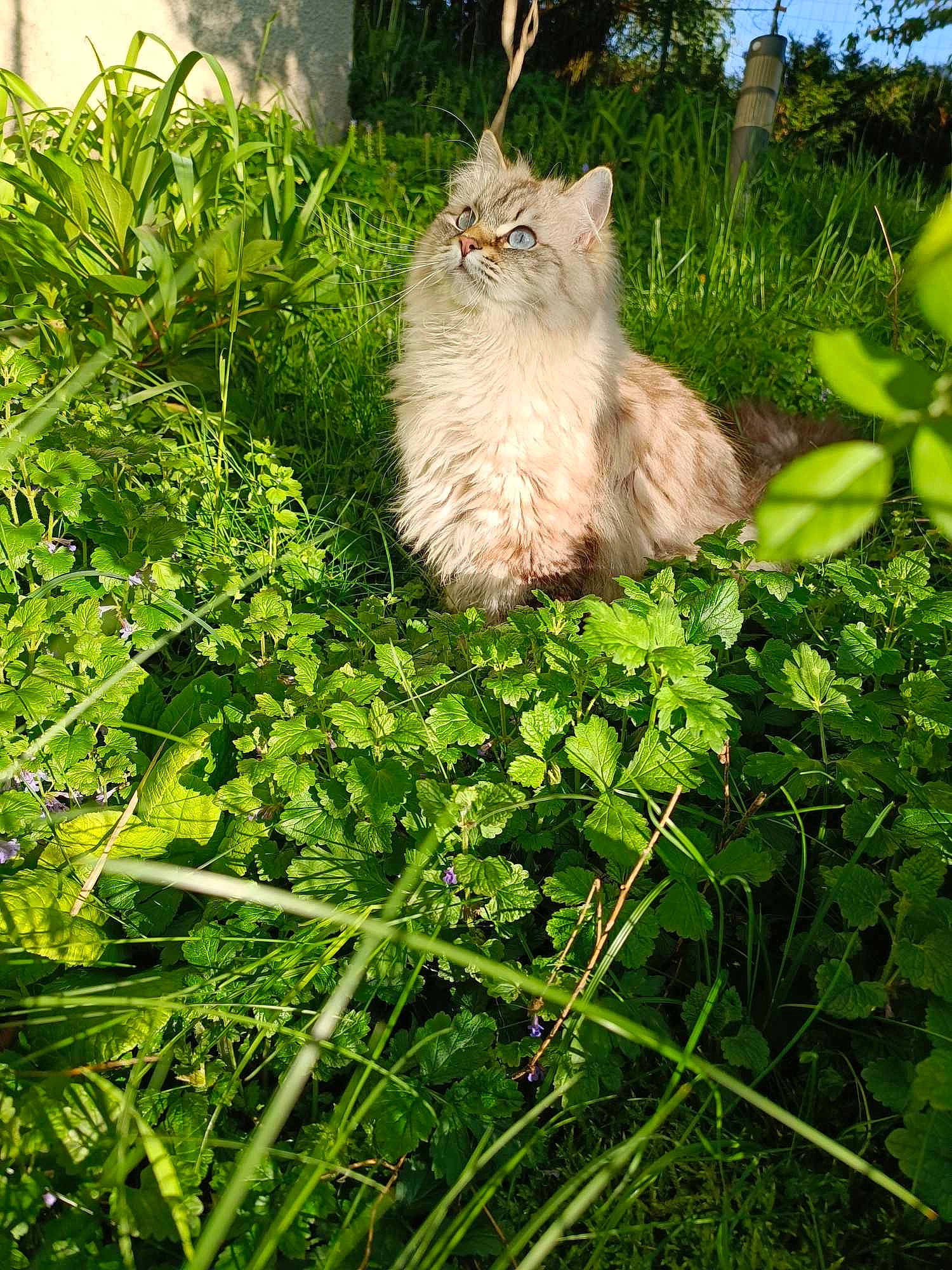 Roxie a rejoint le concours — aidez-le/la à gagner de superbes lots ! botany, carnivore, cat, fawn, felidae, flowering_plant, fur, grass, groundcover, nature, plant, ragdoll, shrub, sky, small_to_medium_sized_cats, spring, tail, terrestrial_animal, tree, whiskers