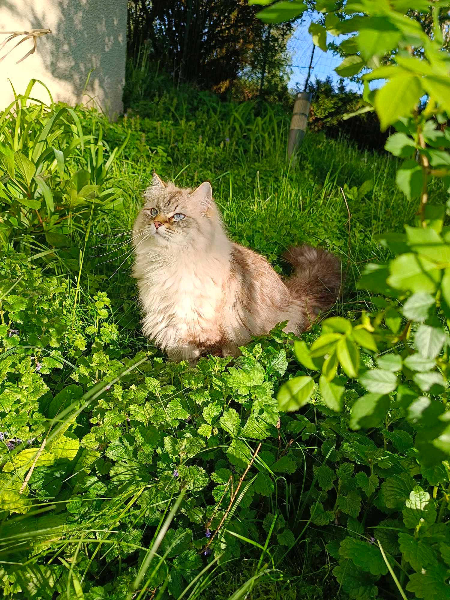 Roxie a rejoint le concours — aidez-le/la à gagner de superbes lots ! carnivore, cat, fawn, felidae, flower, flowering_plant, fur, grass, groundcover, herb, plant, ragdoll, shrub, small_to_medium_sized_cats, tail, terrestrial_animal, tree, whiskers, wildlife, wood