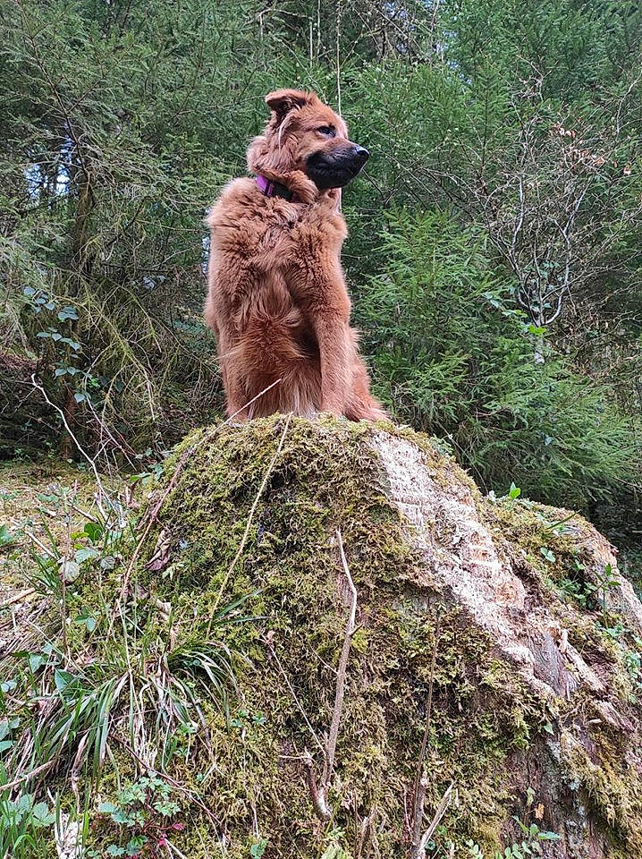 Athena a rejoint le concours — aidez-le/la à gagner de superbes lots ! canidae, carnivore, dog, dog_breed, fawn, mammal, plant, sporting_group, tree