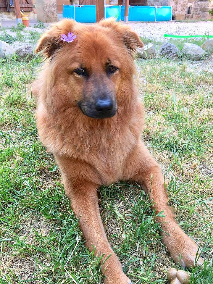 Athena participe au concours pour gagner de l'argent avec cette photo : basque_shepherd_dog, canidae, carnivore, companion_dog, dog, dog_breed, fawn, mammal, rare_breed_dog, sporting_group, vertebrate