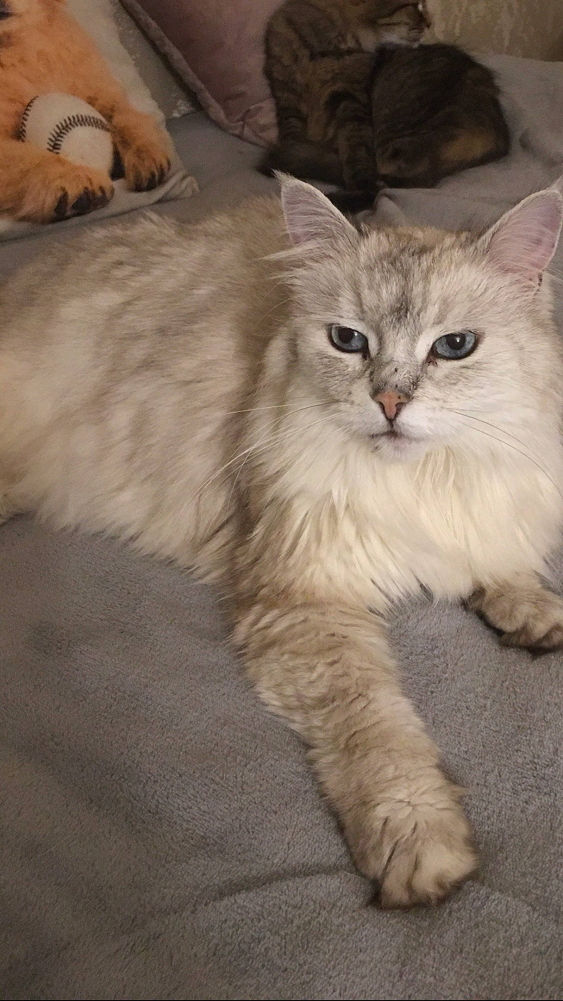 Diva participe au concours pour gagner de l'argent avec cette photo : asian_semi_longhair, british_semi_longhair, carnivore, cat, domestic_long_haired_cat, fawn, felidae, fur, kitten, paw, plush, small_to_medium_sized_cats, snout, stuffed_toy, tail, toy, vertebrate, whiskers