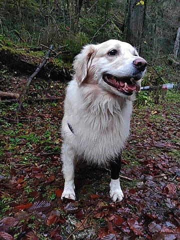 Diva participe au concours pour gagner de l'argent avec cette photo : aidi, canidae, carnivore, companion_dog, dog, dog_breed, golden_retriever, great_pyrenees, mammal, retriever, slovak_cuvac, sporting_group, vertebrate