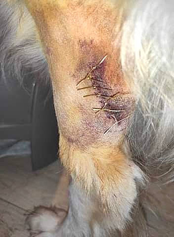 Diva a rejoint le concours — aidez-le/la à gagner de superbes lots ! blond, claw, close_up, fawn, foot, fur, horse, liver, paw, skin, snout, terrestrial_animal, working_animal