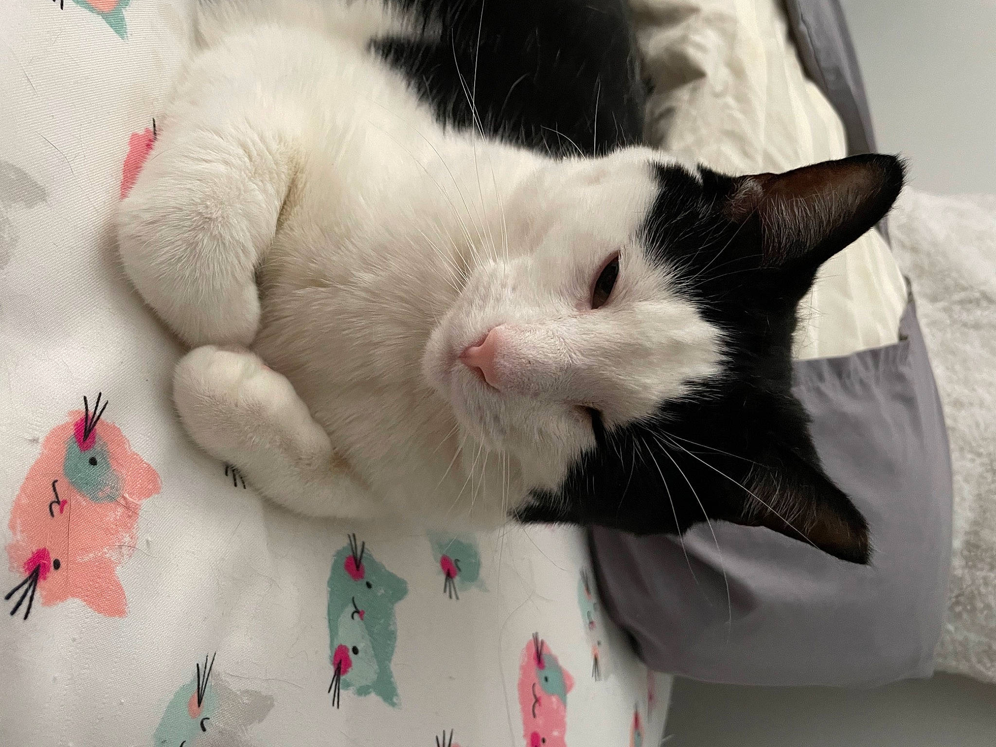 Jerry joined the competition — help win amazing prizes! carmine, carnivore, cat, cat_supply, claw, comfort, domestic_short_haired_cat, felidae, foot, fur, linens, nap, pattern, paw, pet_supply, sleep, small_to_medium_sized_cats, snout, tail, whiskers