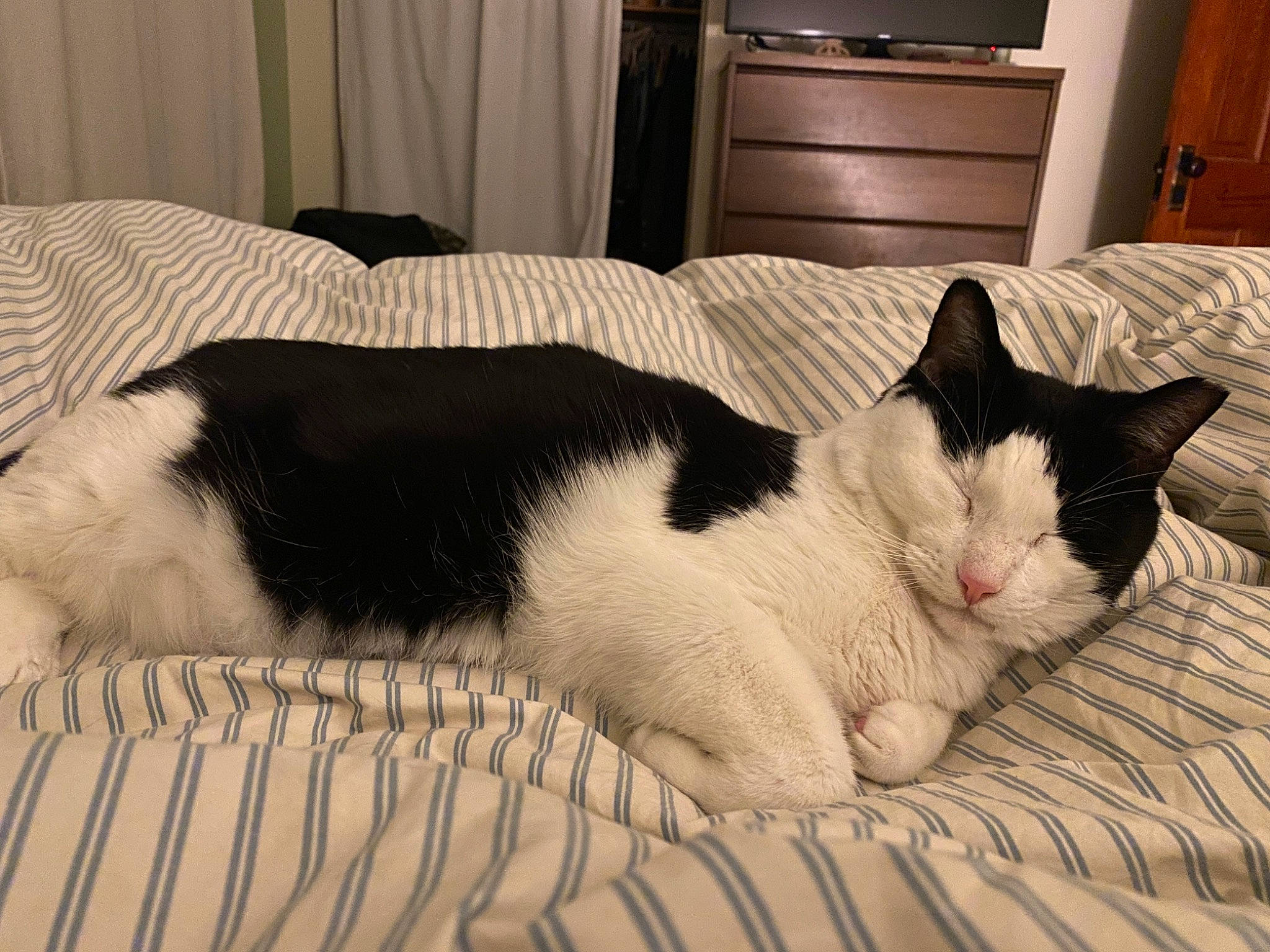 Jerry is registered to the contest to win money with this photo: bedding, cabinetry, carnivore, cat, comfort, domestic_short_haired_cat, door, felidae, fur, linens, nap, paw, room, sleep, small_to_medium_sized_cats, snout, tail, terrestrial_animal, textile, whiskers