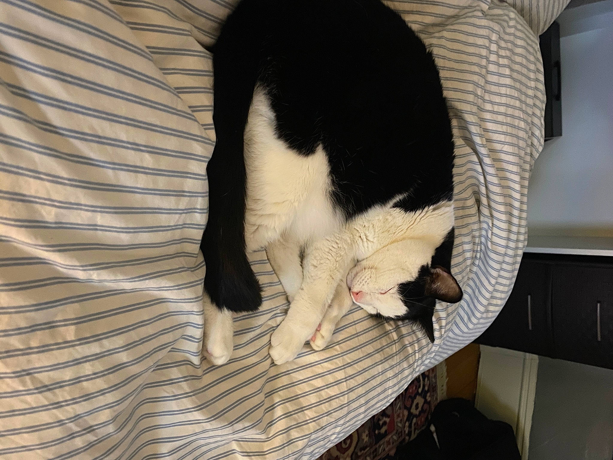 Jerry is registered to the contest to win money with this photo: canidae, carnivore, cat, comfort, companion_dog, dog_breed, domestic_short_haired_cat, felidae, formal_wear, fur, human_leg, linens, nap, paw, small_to_medium_sized_cats, snout, sporting_group, tail, whiskers, wood