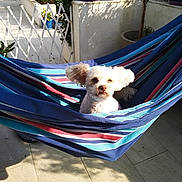 Alice participe au concours pour gagner de l'argent avec cette photo : canine, cozy, daylight, dog, furniture, garden, hammock, home, leisure, outdoor, patio, pet, plant, relaxing, shade, small_dog, striped_fabric, summer, sunlight, white_dog