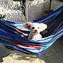canine, cozy, daylight, dog, furniture, garden, hammock, home, leisure, outdoor, patio, pet, plant, relaxing, shade, small_dog, striped_fabric, summer, sunlight, white_dog