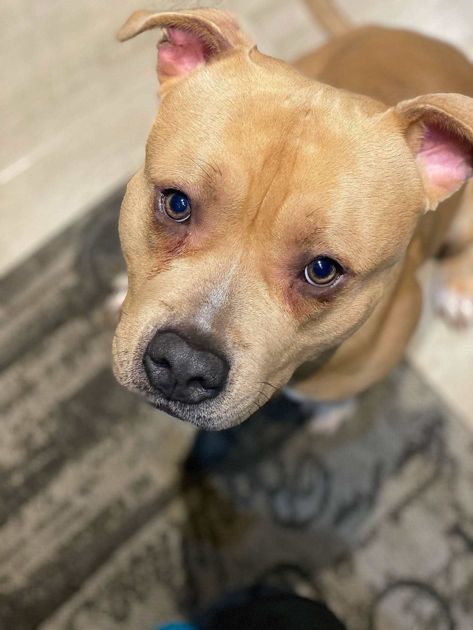 Obby a rejoint le concours — aidez-le/la à gagner de superbes lots ! american_pit_bull_terrier, american_staffordshire_terrier, canidae, carnivore, dog, dog_breed, ear, eye, fawn, mammal, non_sporting_group, nose, pit_bull, puppy, rare_breed_dog, snout, staffordshire_bull_terrier, street_dog, vertebrate, whiskers