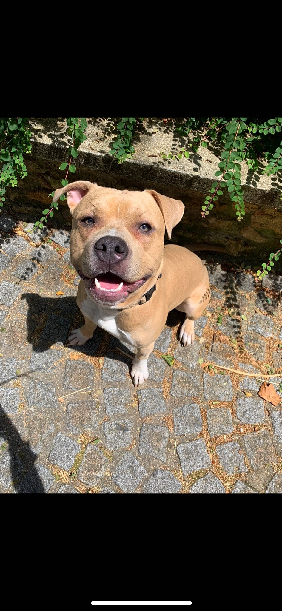 Obby a rejoint le concours — aidez-le/la à gagner de superbes lots ! american_pit_bull_terrier, american_staffordshire_terrier, canidae, carnivore, catahoula_bulldog, dog, dog_breed, fawn, mammal, non_sporting_group, perro_de_presa_mallorquin, pit_bull, rare_breed_dog, snout, sporting_group, staffordshire_bull_terrier, vertebrate