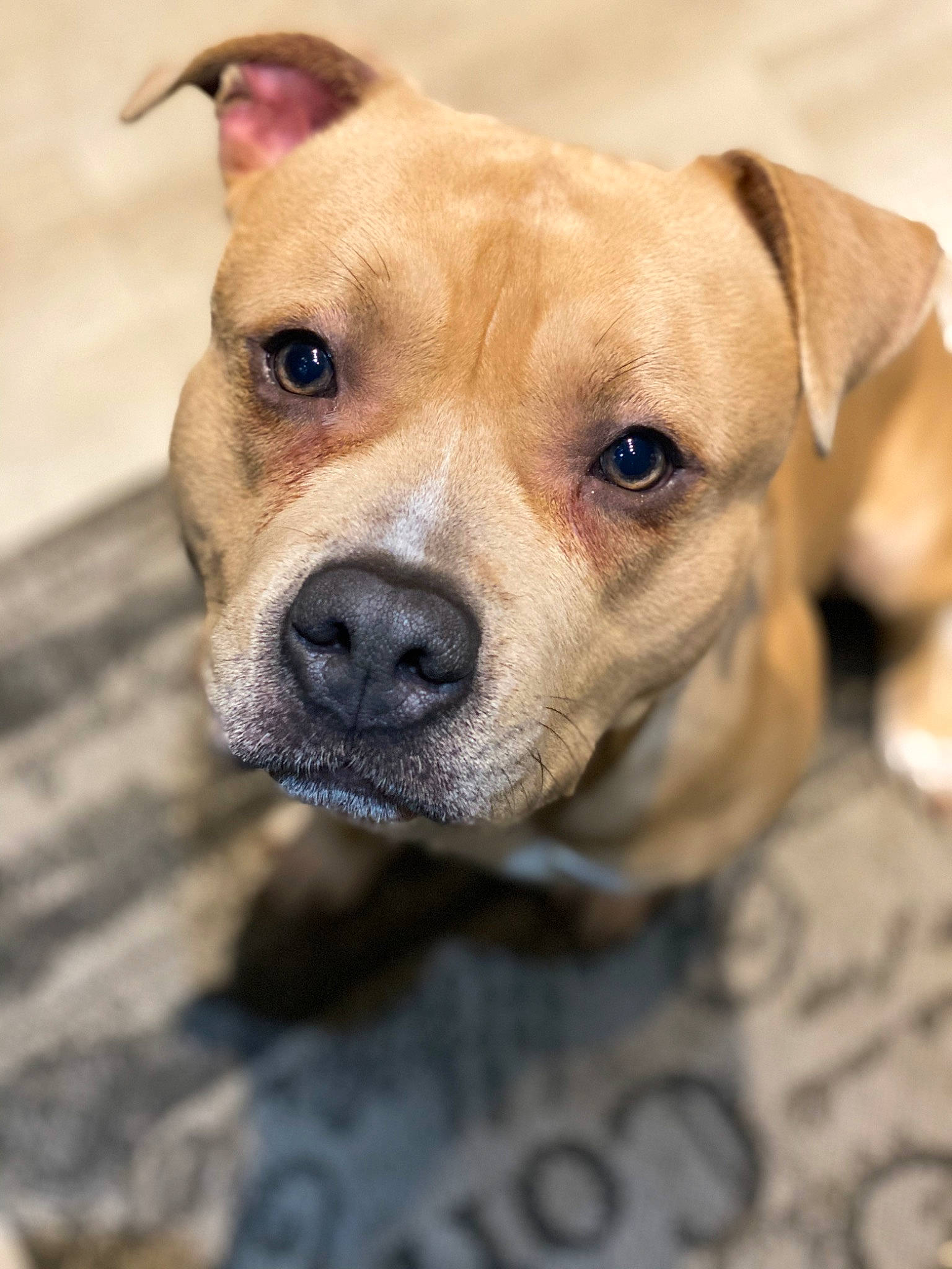 Obby a rejoint le concours — aidez-le/la à gagner de superbes lots ! american_pit_bull_terrier, american_staffordshire_terrier, canidae, carnivore, companion_dog, dog, dog_breed, fawn, mammal, non_sporting_group, nose, pit_bull, puppy, rare_breed_dog, snout, sporting_group, staffordshire_bull_terrier, vertebrate, whiskers