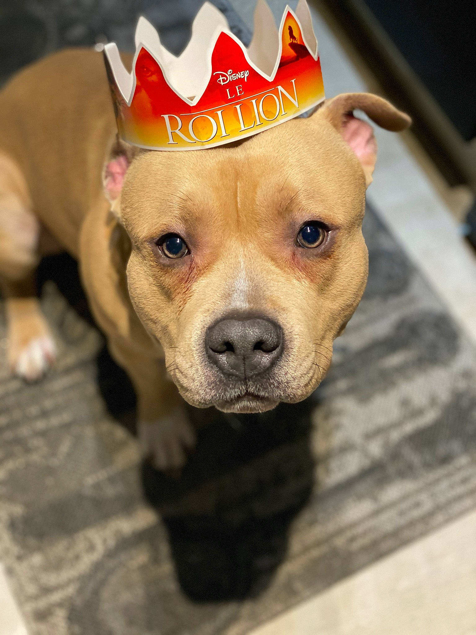 Obby participe au concours pour gagner de l'argent avec cette photo : american_pit_bull_terrier, american_staffordshire_terrier, canidae, carnivore, companion_dog, dog, dog_breed, fawn, mammal, non_sporting_group, pit_bull, puppy, rare_breed_dog, snout, staffordshire_bull_terrier, terrier, vertebrate