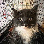 Boots joined the competition — help win amazing prizes! kitten, cat, black_and_white, cage, whiskers, close_up, indoor, pet, curious, feline, animal, young, cute, face, eyes, fur, confined, background_pattern, penguin, snowflake