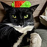 Boots is registered to the contest to win money with this photo: cat, black_and_white, green_eyes, toy, indoor, close_up, whiskers, paw, fur, pet, animal, relaxed, cute, face, portrait, playful, domestic, feline, resting, balanced_object
