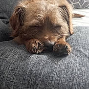 Naya a rejoint le concours — aidez-le/la à gagner de superbes lots ! dog, sleeping, couch, pillow, indoor, brown_dog, pet, cozy, resting, furniture, blanket, animal, cute, small_dog, relaxation, home, domestic, fur, nap, comfort